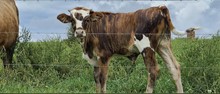 2022 AVALYNN BULL CALF 