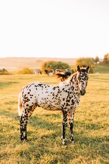 Small Town Speckletron