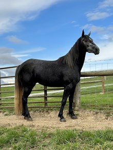 OutGreyGeous